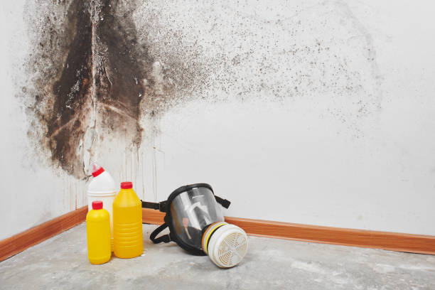 Best Mold Damage Repair  in Cleveland, TX
