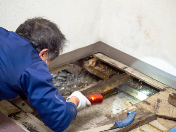  Cleveland, TX Mold Removal Pros