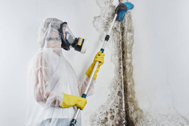 Best Same-Day Mold Removal  in Cleveland, TX