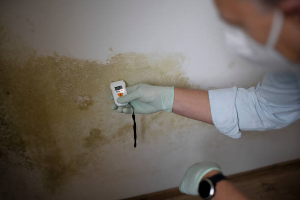 Best Mold Remediation  in Cleveland, TX